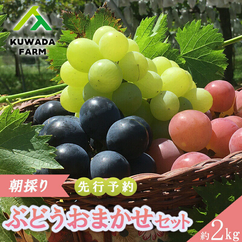 【ふるさと納税】ぶどう 朝採り 先行予約 久和田農園 ブドウ おまかせ 詰め合わせ 2kg 15種 葡萄 令和6年度お届け 広島 三原　【果物 ぶどう フルーツ】　お届け：2024年8月中旬～9月下旬のサムネイル
