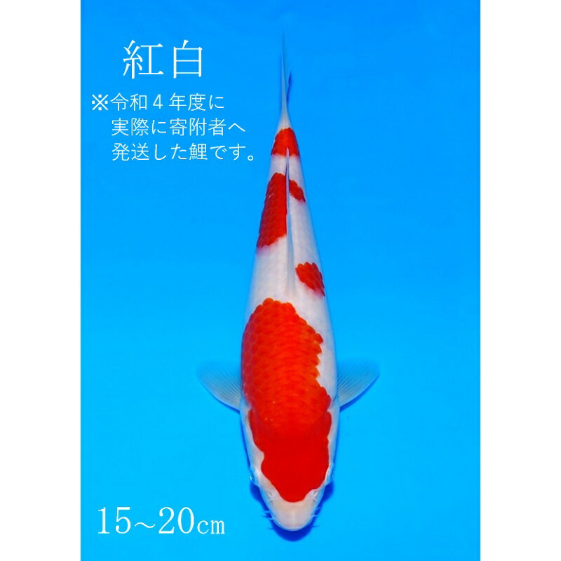 【ふるさと納税】阪井養魚場 錦鯉 紅白 当歳 1匹 ※写真は令和4年度に実際に寄附者へ発送した鯉です※ 【 生き物 魚 飼育 錦鯉 鯉 紅白 三色 優勝 受賞 稚魚 】 お届け：12月～3月　【 生き物 魚 飼育 錦鯉 鯉 紅白 三色 優勝 受賞 稚魚 】　お届け：12月～3月