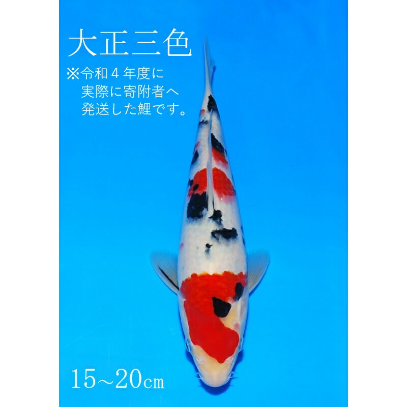 阪井養魚場 錦鯉 大正三色 当歳 1匹 ※写真は令和4年度に実際に寄附者へ発送した鯉です※ [ 生き物 魚 飼育 錦鯉 鯉 紅白 三色 優勝 受賞 稚魚 ] お届け:12月〜3月 [ 生き物 魚 飼育 錦鯉 鯉 紅白 三色 優勝 受賞 稚魚 ] お届け:12月〜3月