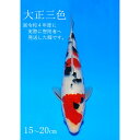 14位! 口コミ数「0件」評価「0」阪井養魚場 錦鯉 大正三色 当歳 1匹 ※写真は令和4年度に実際に寄附者へ発送した鯉です※ 【 生き物 魚 飼育 錦鯉 鯉 紅白 三色 優勝･･･ 