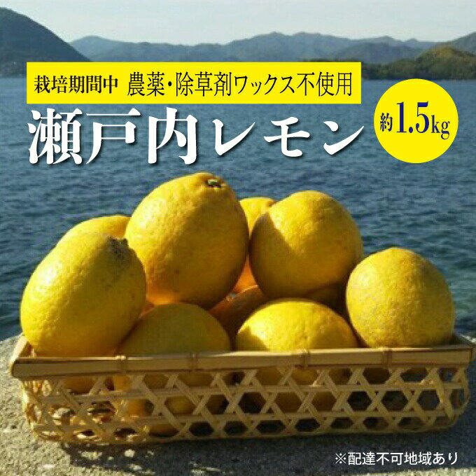 レモン 栽培中 農薬・除草剤不使用 果汁たっぷりレモン 約1.5kg ≪ 白須ファーム ≫ 広島 三原 佐木島 鷺島みかんじま [ たっぷり 柑橘類 果実 安心 健康 島 太陽 佐木島 魅力 ] お届け:2024年4月下旬〜2024年6月下旬