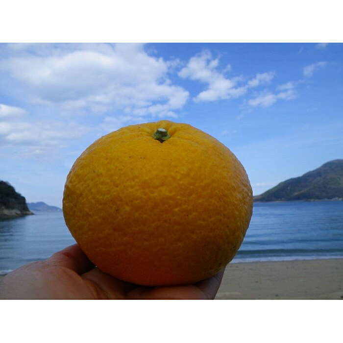 【ふるさと納税】無農薬　甘夏7.5キロ　生口島産 | 柑橘 果物 フルーツ 国産 送料無料 人気 おすすめ 瀬戸内 広島県 尾道市のサムネイル