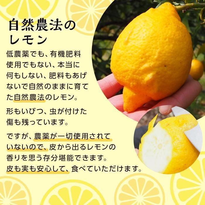 自然農レモン2kgと自然農柑橘商品（レモンチョコ40g）の詰め合わせセット（2024年4月～お届け） | フルーツ 果物 くだもの 食品 人気 おすすめ 送料無料