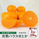 【ふるさと納税】柑橘の大トロ!完熟ハウスせとか 選べる!! 1kg〜10kg | みかん せとか 柑橘 果物 フルーツ 産地直送 送料無料 人気 おすすめ 瀬戸...