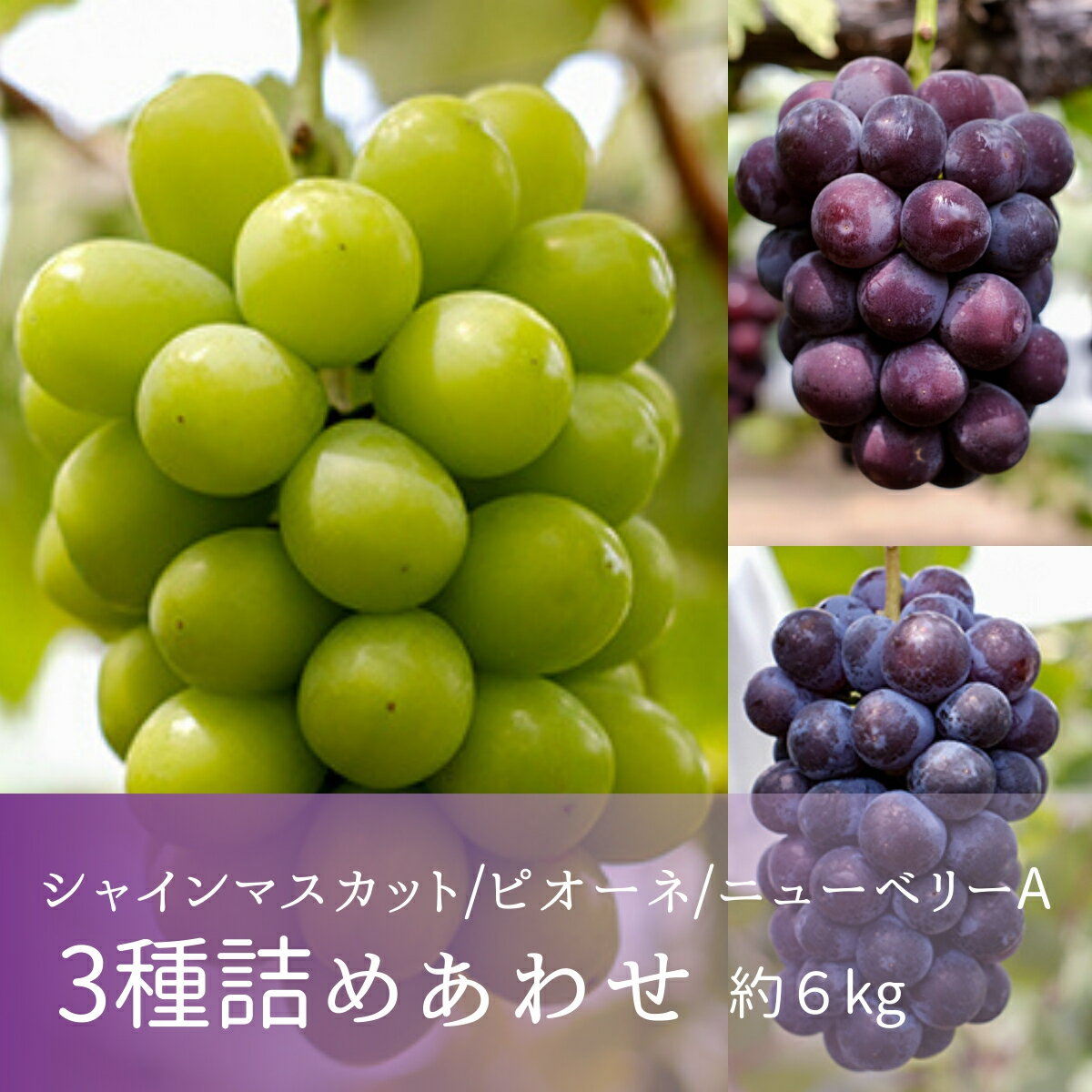 【ふるさと納税】《期間限定》3種類の沼隈ぶどう贅沢詰合せ3種各2kg(ピオーネ・シャインマスカット・ニューベリーA) 合計3箱（種なし） 食べ比べ ブドウ 詰合せ セット 果物 フルーツ デザート 広島県 福山市 F21L-178のサムネイル