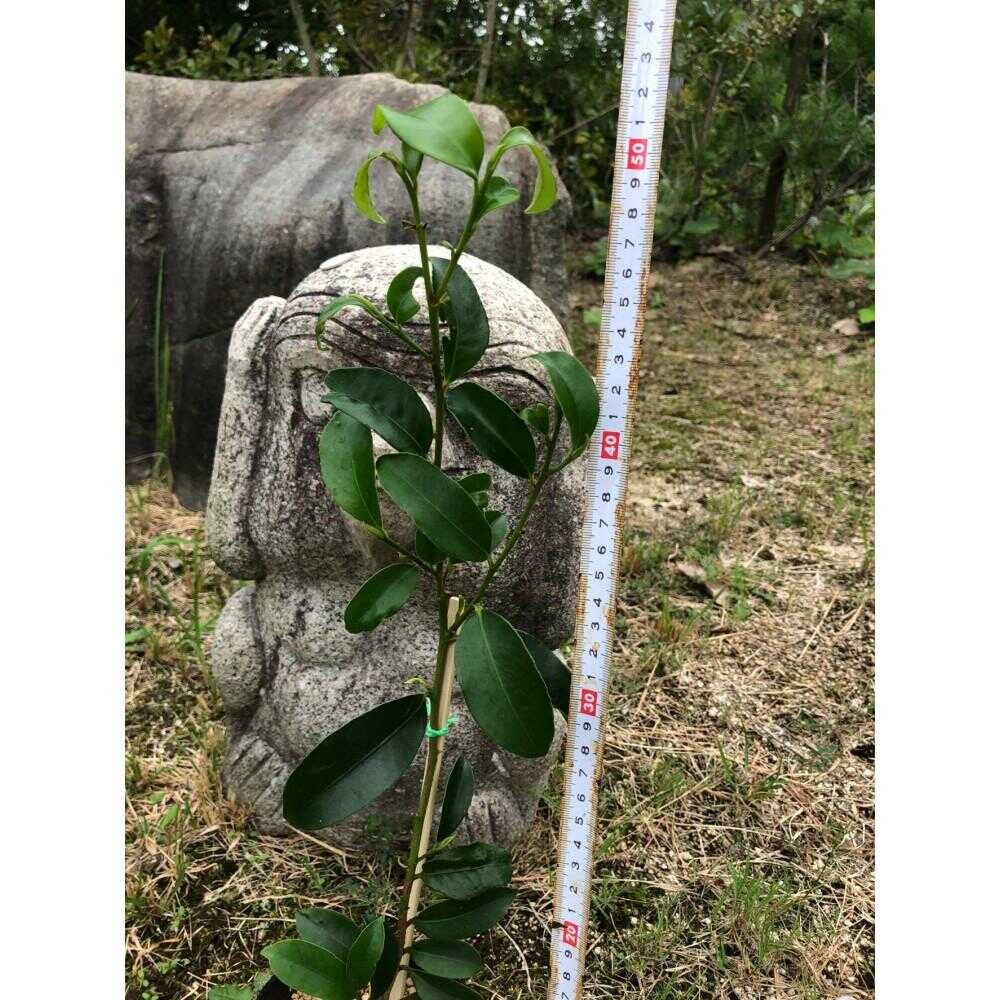 植物 福の山・榊(サカキ) 苗木(1ポット):50cm 広島県福山市/小林商事 本榊 さかき 苗木 地植え 神棚 プランター 観葉植物[BAEA006]