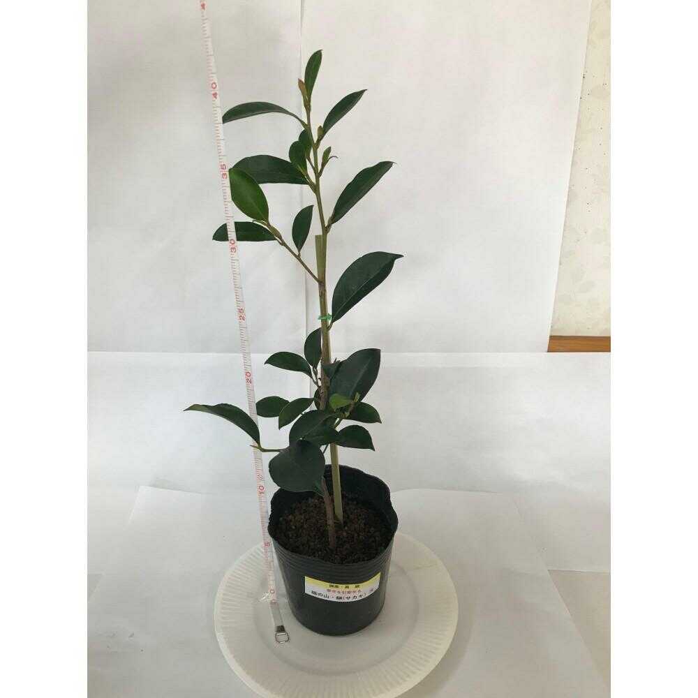 植物 福の山・榊(サカキ) 苗木(1ポット):40cm 広島県福山市/小林商事 本榊 さかき 苗木 地植え 神棚 プランター 観葉植物[BAEA007]