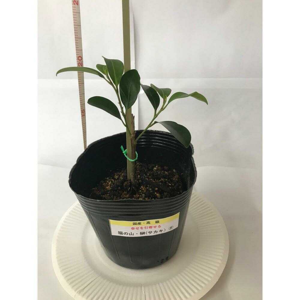 植物 福の山・榊(サカキ) 苗木(1ポット):20cm 広島県福山市/小林商事 本榊 さかき 苗木 地植え 神棚 プランター 観葉植物[BAEA009]