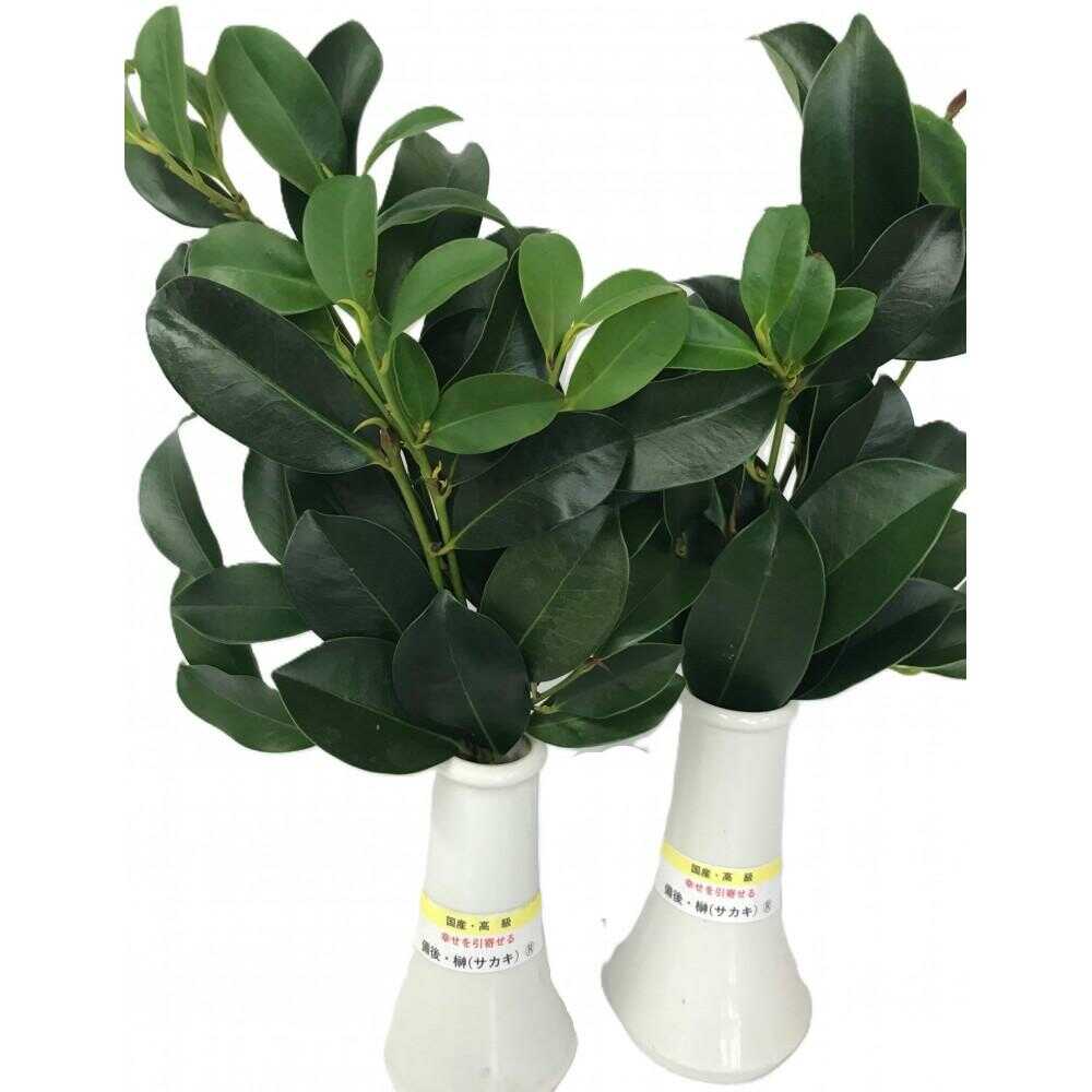 植物 備後・榊(サカキ)切り枝 1束サイズ1セット(2束入り) 広島県福山市/小林商事 本榊 さかき 国産 神棚 枝木[BAEA010]