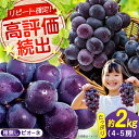 1位! 口コミ数「137件」評価「4.41」期間限定/8月下旬〜9月上旬頃発送 沼隈ぶどう「ピオーネ」 約2kg 4〜5房(種なし) 広島県福山市/福山市農業協同組合 沼隈グリーンセンター ぶどう ブドウ 葡萄 種なし 大粒 ピオーネ[BAEV・・・