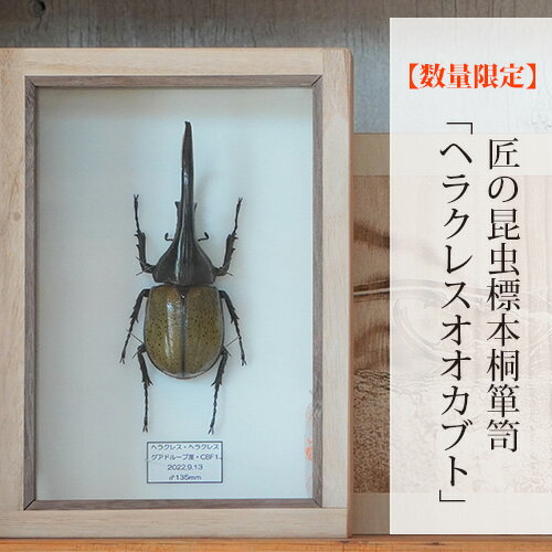 標本・化石人気ランク2位　口コミ数「0件」評価「0」「【ふるさと納税】No.577 【数量限定】匠の昆虫標本桐箪笥「ヘラクレスオオカブト」 ／ カブトムシ 桐箱 標本箱 送料無料 広島県」