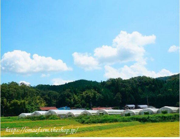 【ふるさと納税】いちご　大前農園のいちご（さちのか）LF1304