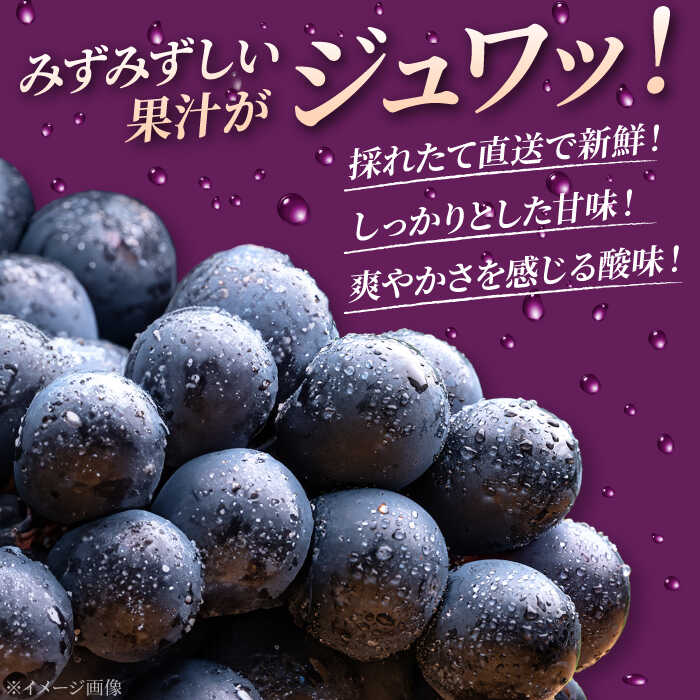 【ふるさと納税】【2026年先行予約】＜8月下旬頃から順次発送＞ ぶどう 不揃い小房ニューピオーネ5房（約2kg） 訳あり 不揃い 家庭用 種なし ニュー ピオーネ フルーツ 果物 ぶどう ブドウ 甘い ジューシー 広島県産 人気 三次市/黒瀬ぶどう園[APAB003]