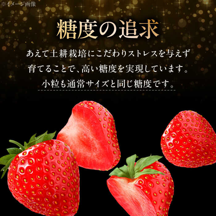 【ふるさと納税】【先行予約】【12月下旬から順次発送】 いちご 「安芸こまち」選べる数量！小粒セット（約340g）・1段箱入り（約400g）・2段箱入り（約850g） 苺 イチゴ いちご 高級 フルーツ 果物 ベリー ギフト 贈答 プレゼント 贈り物 三次市/田中電機工業[APBI001]