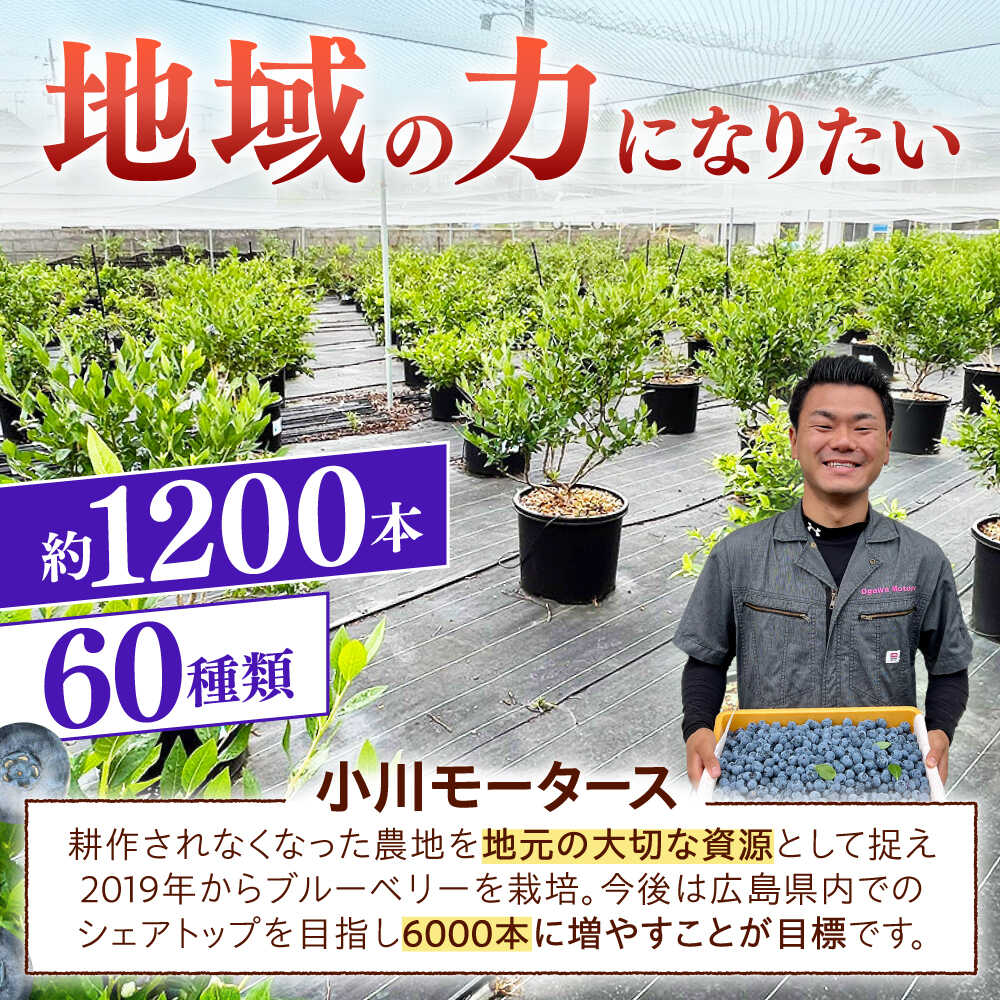 【ふるさと納税】ブルーベリー 国産【冷蔵】＜7月上旬から順次発送＞ブルーベリー 520g（130g×4パック） 生ブルーベリー ミックスベリー ベリー 新鮮 スムージー ヨーグルト ジャム ミックス おすすめ 人気 くだもの 果物 フルーツ 広島 三次市 / 小川モータース[APCH010] f342092-miyoshi-10000619 広島県三次市 サンプル画像3