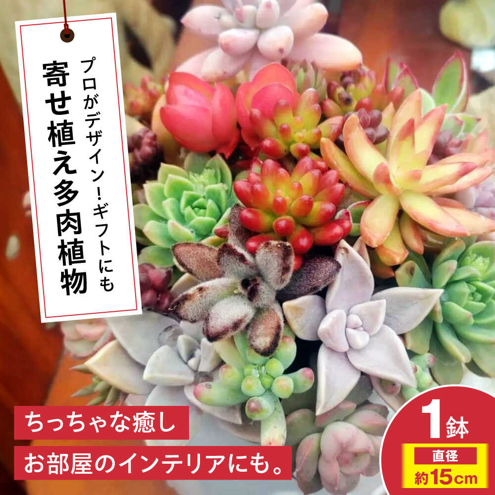多肉植物 オリジナル寄せ植え 植物 多肉植物 寄せ植え インテリア 三次市/園芸王国パスタイム[APCJ005]