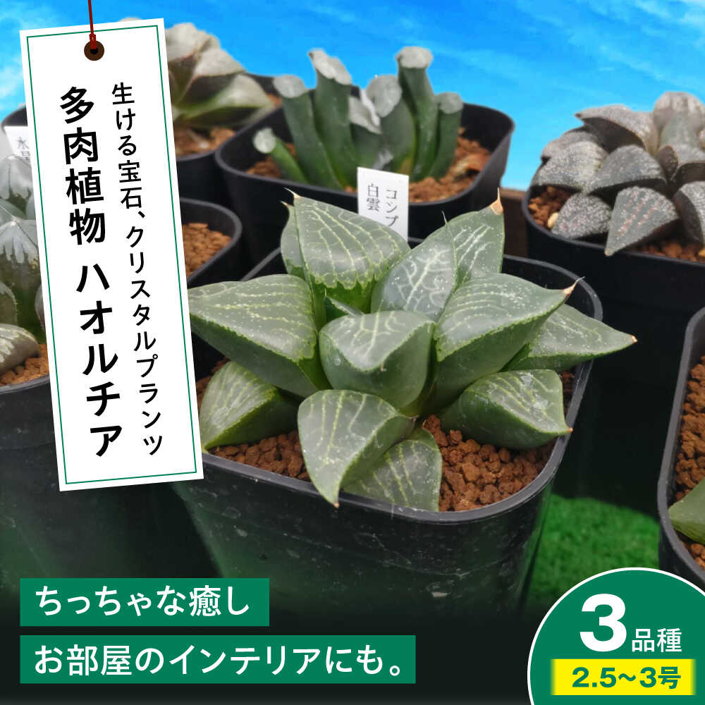 多肉植物 ハオルチア3品種3鉢セット 室内 植物 セット ハオルシア クリスタルプランツ 三次市/園芸王国パスタイム[APCJ006]