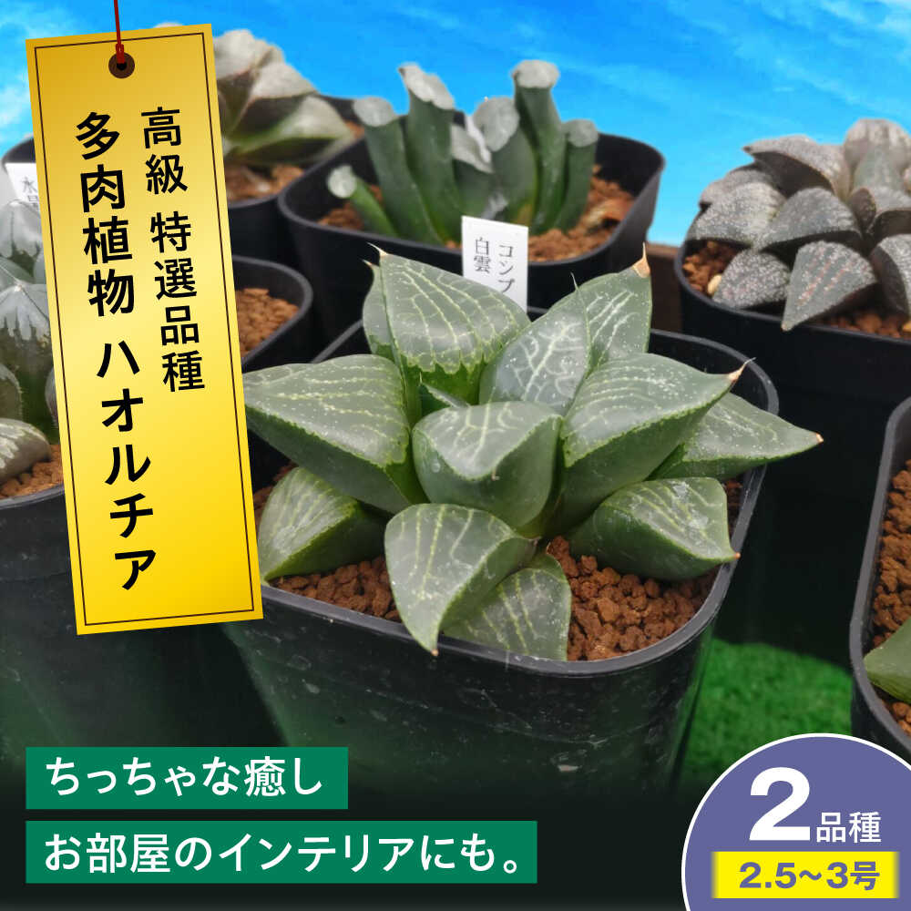 多肉植物 高級ハオルチア2品種2鉢セット 室内 植物 セット ハオルシア クリスタルプランツ 三次市/園芸王国パスタイム[APCJ007]