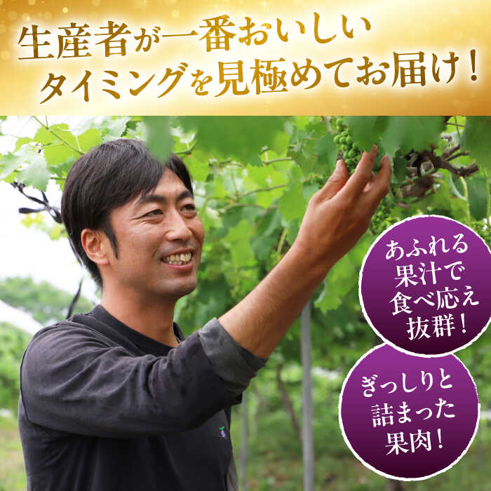 【ふるさと納税】ぶどう 【2026年先行予約】＜8月下旬から順次発送＞【訳あり】 ピオーネ 6kg（12から15房） | ぶどう 葡萄 ブドウ フルーツ 果物 くだもの おすすめ 人気 37000円 三次市/芝床農園[APCK004]