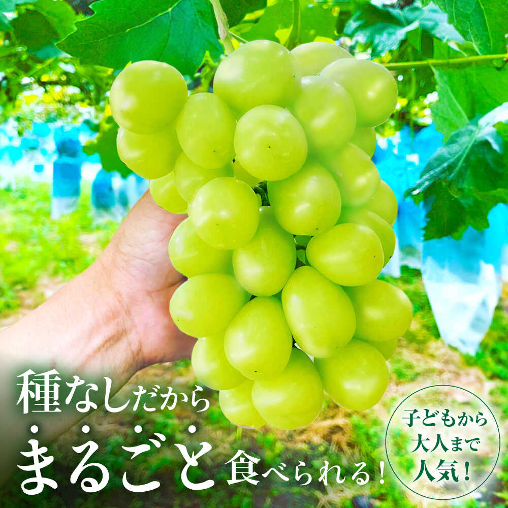 【ふるさと納税】ぶどう【2026年先行予約】＜9月中旬から順次発送＞ シャインマスカット 1kg（2房 青秀） 露地栽培 シャインマスカット ぶどう 葡萄 ブドウ おすすめ 人気 11000円 広島産 三次 三次市/西田ぶどう園[APCM002]