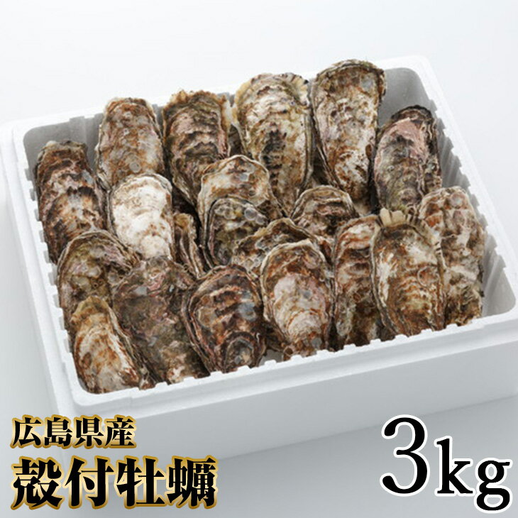 【ふるさと納税】殻付 牡蠣 3kg｜朝どれ 生牡蠣 生かき 生がき 生カキ 生ガキ 広島県産 宮島 瀬戸 [1380]