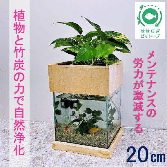 水槽セット ろ過 ポンプ 植物 癒し 水替え不要20cm 型基本+木枠台セット