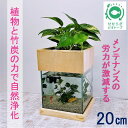 23位! 口コミ数「1件」評価「5」水槽セット ろ過 ポンプ 植物 癒し 水替え不要20cm 型基本+木枠台セット