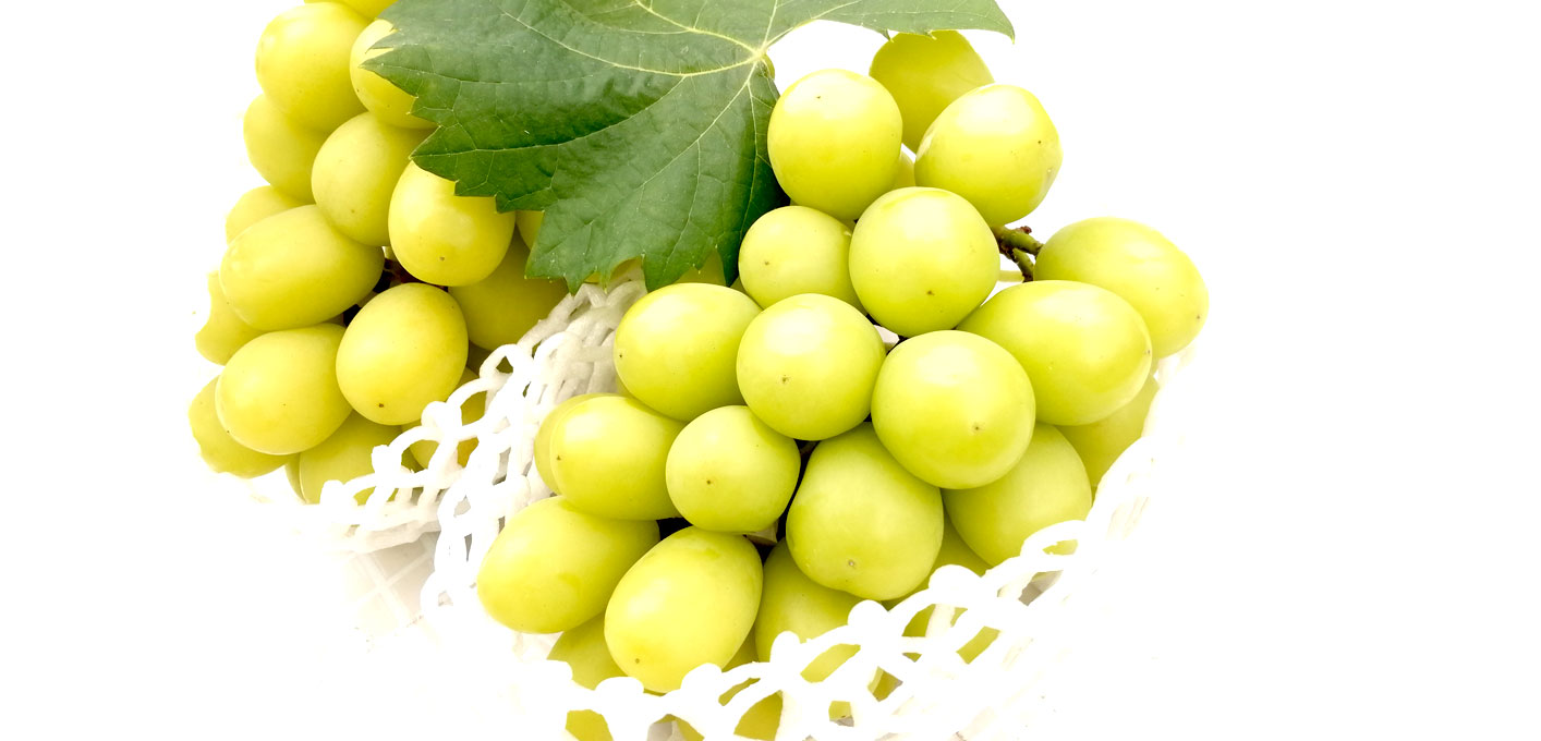 [2026年発送分先行予約]シャインマスカット 2〜3房(約1.3kg) 9月上旬発送 広島 農家直送・新鮮朝採り [配送不可:離島][※お届け日指定不可]