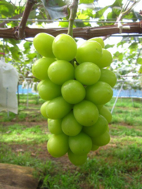 [2026年発送分先行予約]シャインマスカット 粒パック(約1.5kg) 9月上旬発送 広島 農家直送・新鮮朝採り