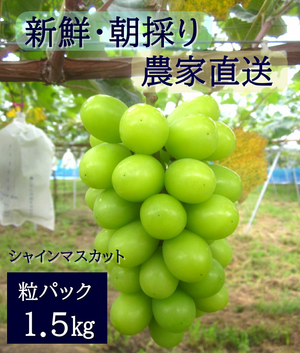 [2026年発送分先行予約]シャインマスカット 粒パック(約1.5kg) 9月上旬発送 広島 農家直送・新鮮朝採り