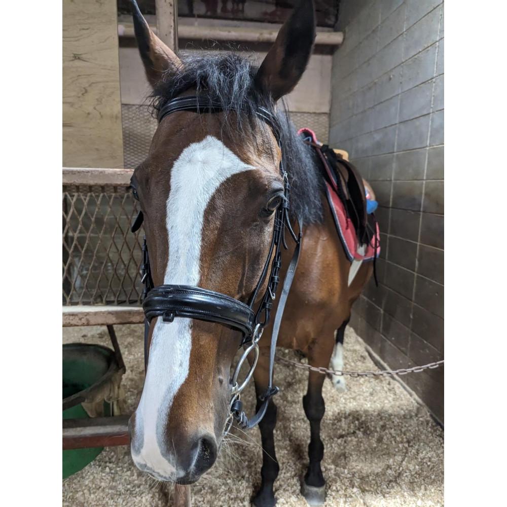 【ふるさと納税】MRC乗馬クラブ広島 体験乗馬1回コース | 体験チケット 乗馬 チケット 券 おすすめ 送料無料