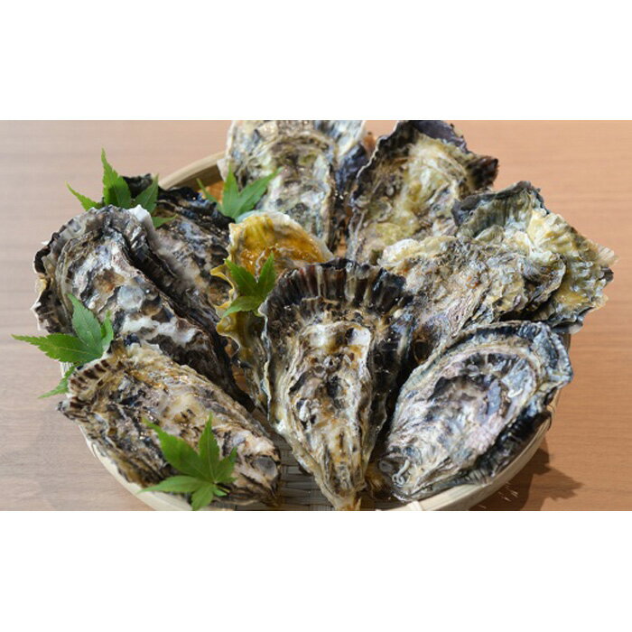 【ふるさと納税】★北海道・沖縄配送不可★【一粒殻付き牡蠣】Mサイズ75個《加熱用》 | 広島かき 広島牡蠣 かき 新鮮 旬 おすすめ 人気 広島県 宮島 廿日市市