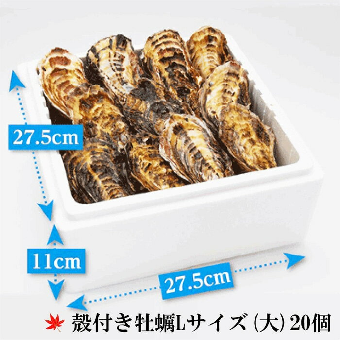 【ふるさと納税】★北海道・沖縄配送不可★【ギフト用】［殻付き牡蠣］Lサイズ(大)20個《加熱用》 | 広島かき 広島牡蠣 かき 新鮮 旬 おすすめ 人気 広島県 宮島 廿日市市
