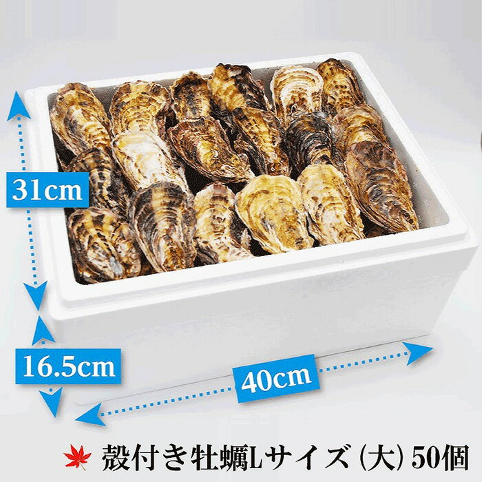 【ふるさと納税】★北海道・沖縄配送不可★［殻付き牡蠣］Lサイズ(大)50個《加熱用》 | 広島かき 広島牡蠣 かき 新鮮 旬 おすすめ 人気 広島県 宮島 廿日市市