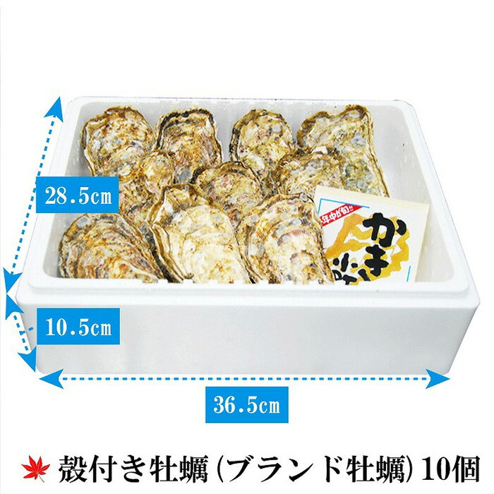 【ふるさと納税】★北海道・沖縄配送不可★(活き)かき小町(ブランド牡蠣) 10個 | 広島かき 広島牡蠣 かき 新鮮 旬 おすすめ 人気 広島県 宮島 廿日市市