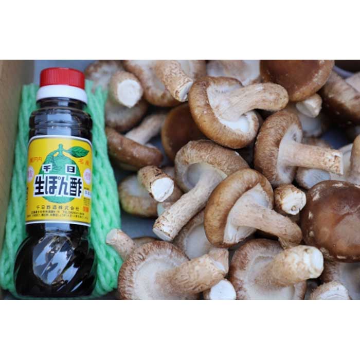 【ふるさと納税】トルマリン椎茸(鍋用、おでん用)