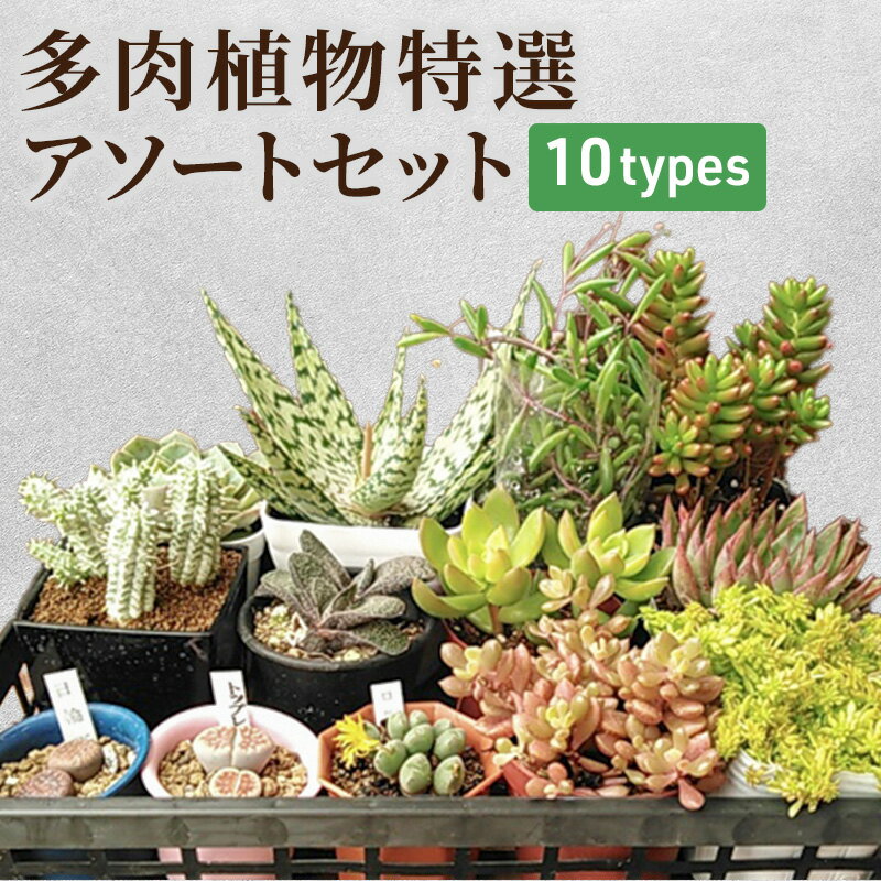 花・観葉植物人気ランク21位　口コミ数「3件」評価「3.33」「【ふるさと納税】多肉植物特選アソートセット　【花・苗木・多肉・多肉植物・プレゼント・贈り物】」