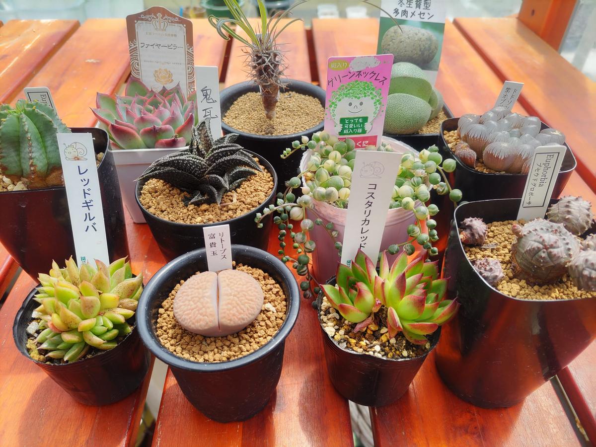 【ふるさと納税】多肉植物特選アソートセット プレミアム5種類　【花・苗木・多肉・多肉植物】のサムネイル