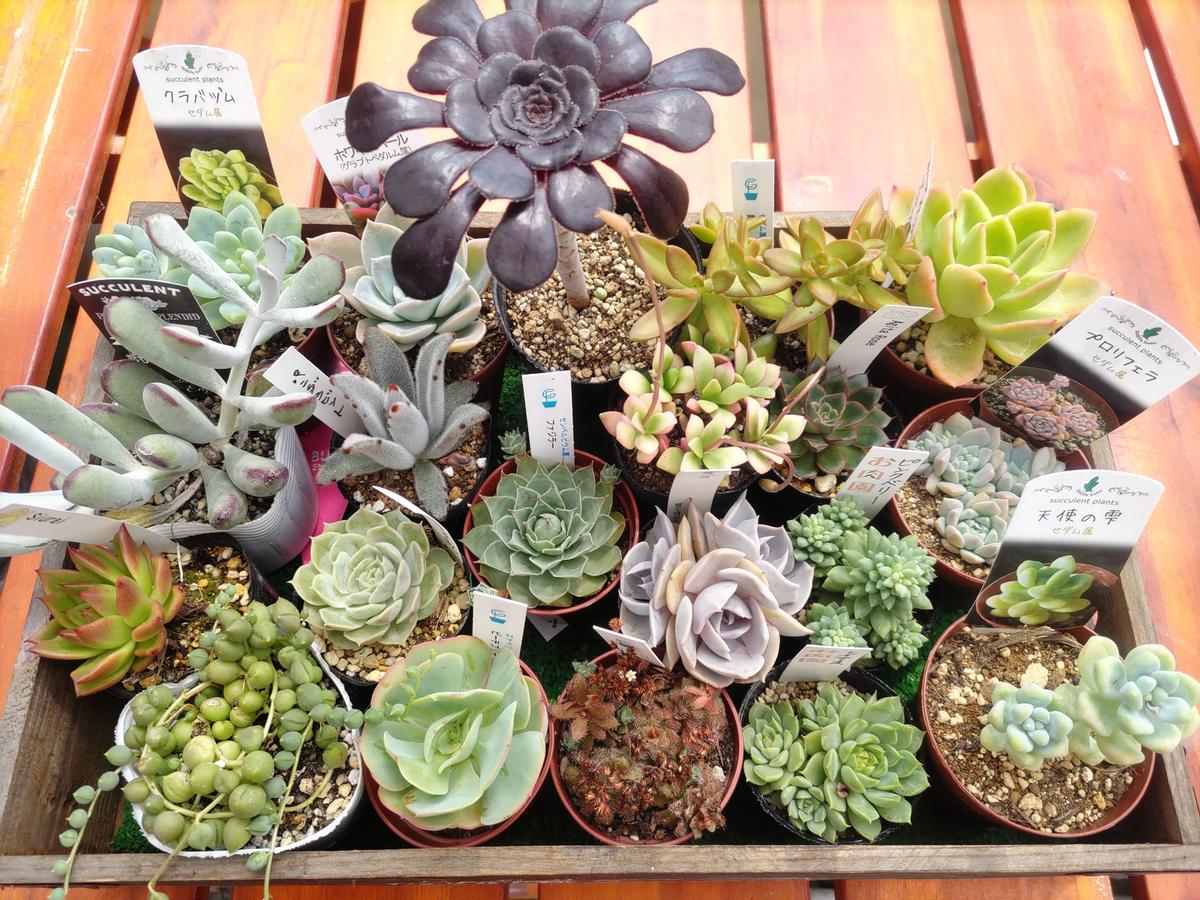 【ふるさと納税】多肉植物 プレミアム 10種 セット 観葉植物 苗木　【 多肉 苗 植物 】のサムネイル