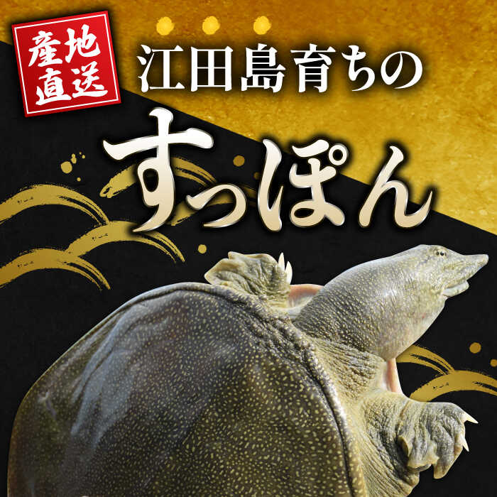 【ふるさと納税】生きたまま届く最高級食材！ 安心安全な国産！江田島育ちのすっぽん【活き】スッポン 料理 人気 美容 健康 ギフト 広島県産 江田島市/平井興産株式会社 [XAC003]