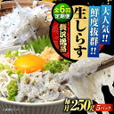 【ふるさと納税】【全6回定期便】鮮度抜群 生しらす 50gX5個 しらす 釜揚げ 冷凍 シラス 小分け パック 干し 魚介類 鮮魚 海鮮 海産物 セット 詰め合...