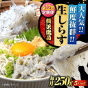 【ふるさと納税】【全12回定期便】鮮度抜群 生しらす 50gX5個 しらす 釜揚げ 冷凍 シラス 小分け パック 干し 魚介類 鮮魚 海鮮 海産物 セット 詰め...