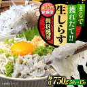 【ふるさと納税】【全12回定期便】鮮度抜群 生しらす 50g×15個 しらす 釜揚げ 冷凍 シラス 小分け パック 干し 魚介類 鮮魚 海鮮 海産物 セット 詰...
