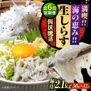 【ふるさと納税】【全6回定期便】鮮度抜群 生しらす 50g×42個 しらす 釜揚げ 冷凍 シラス 小分け パック 干し 魚介類 鮮魚 海鮮 海産物 セット 詰め...