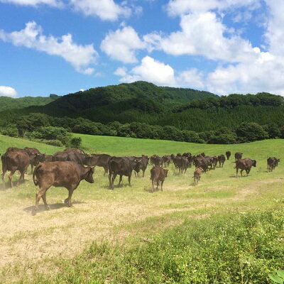 【ふるさと納税】広島産黒毛和牛　「見浦牛」のカルビ(300g)【配送不可地域：離島】【1004170】