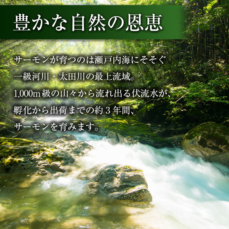 【ふるさと納税】サーモン 山育ち 芸北サーモン フィレ（約600g）