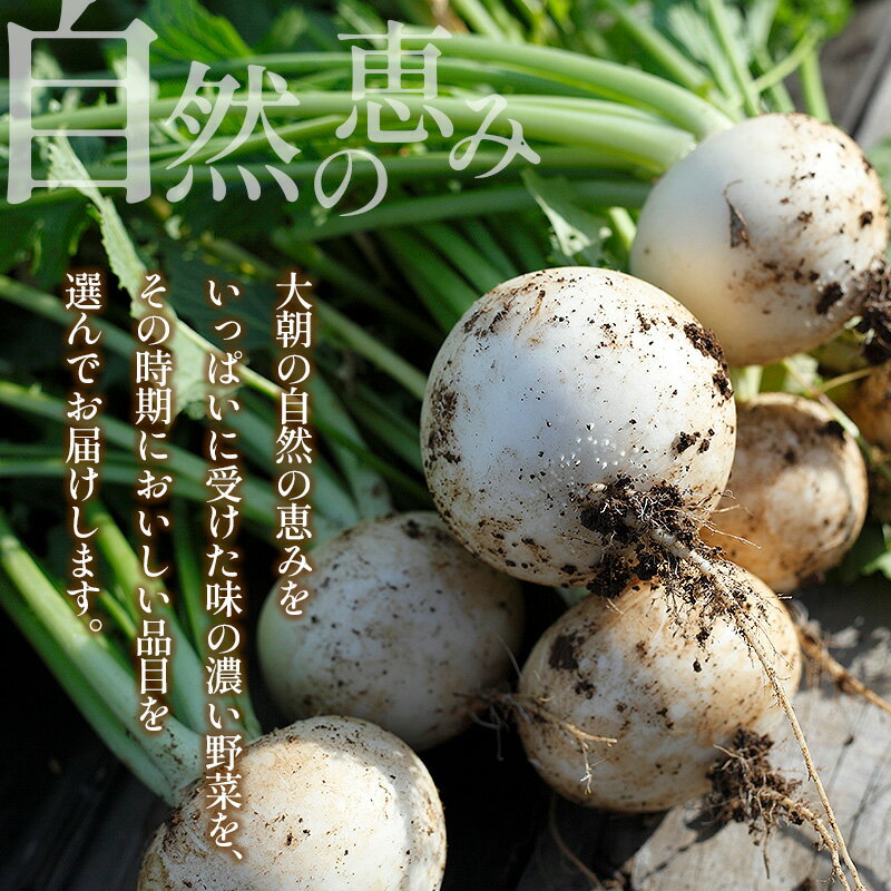 予約販売！数に限りがあります！5月上旬より発送予定！【朝採り発送】長野産　天然うるい　約200g（葉が巻いているいるものや巻いていないものがあります）