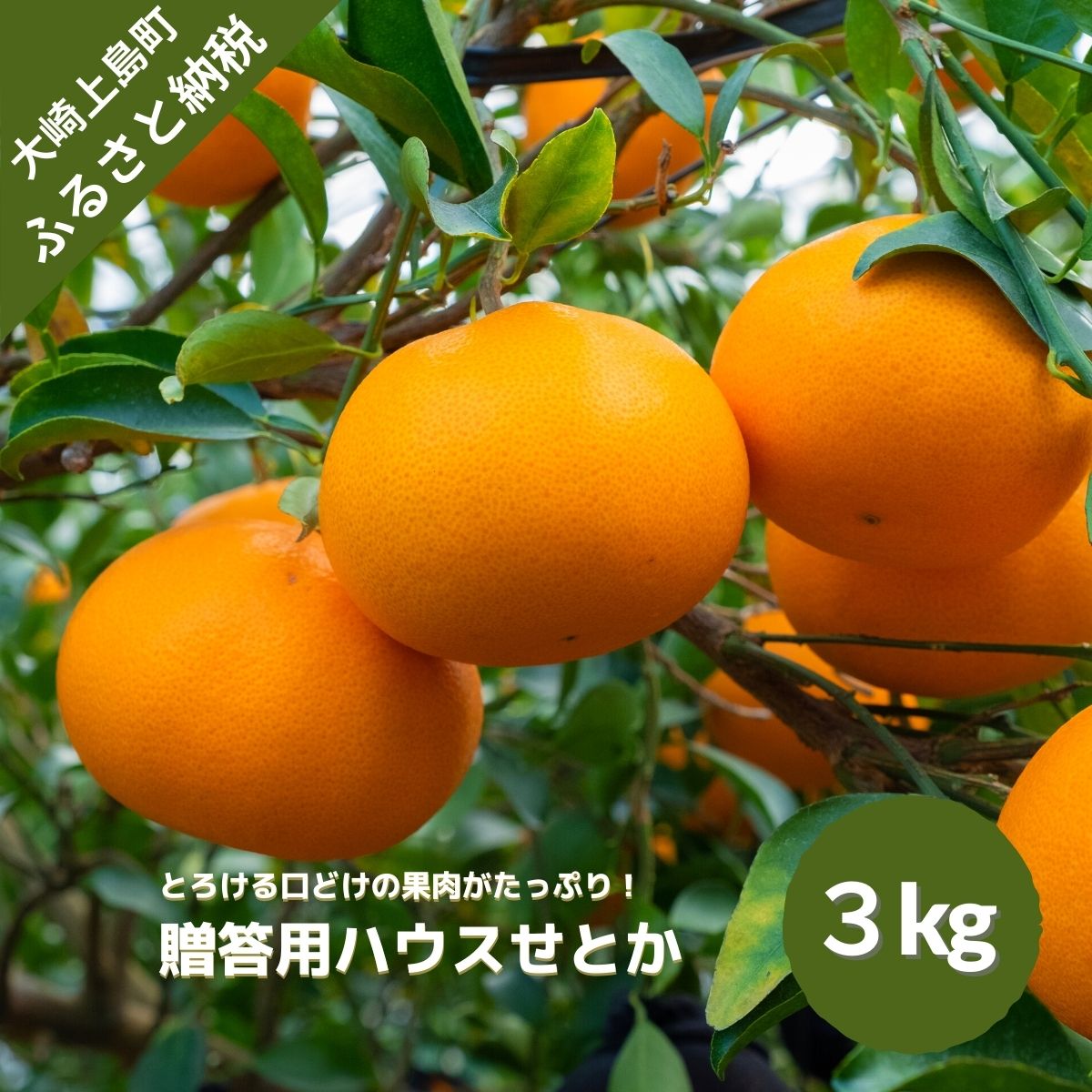 【ふるさと納税】2月発送予定 文田農園 せとか 約3kg 広島県 大崎上島町 瀬戸内 離島 国産 濃厚 柑橘 みかん 果物 フルーツ 贈答用 ギフト 送料無料 産地直送