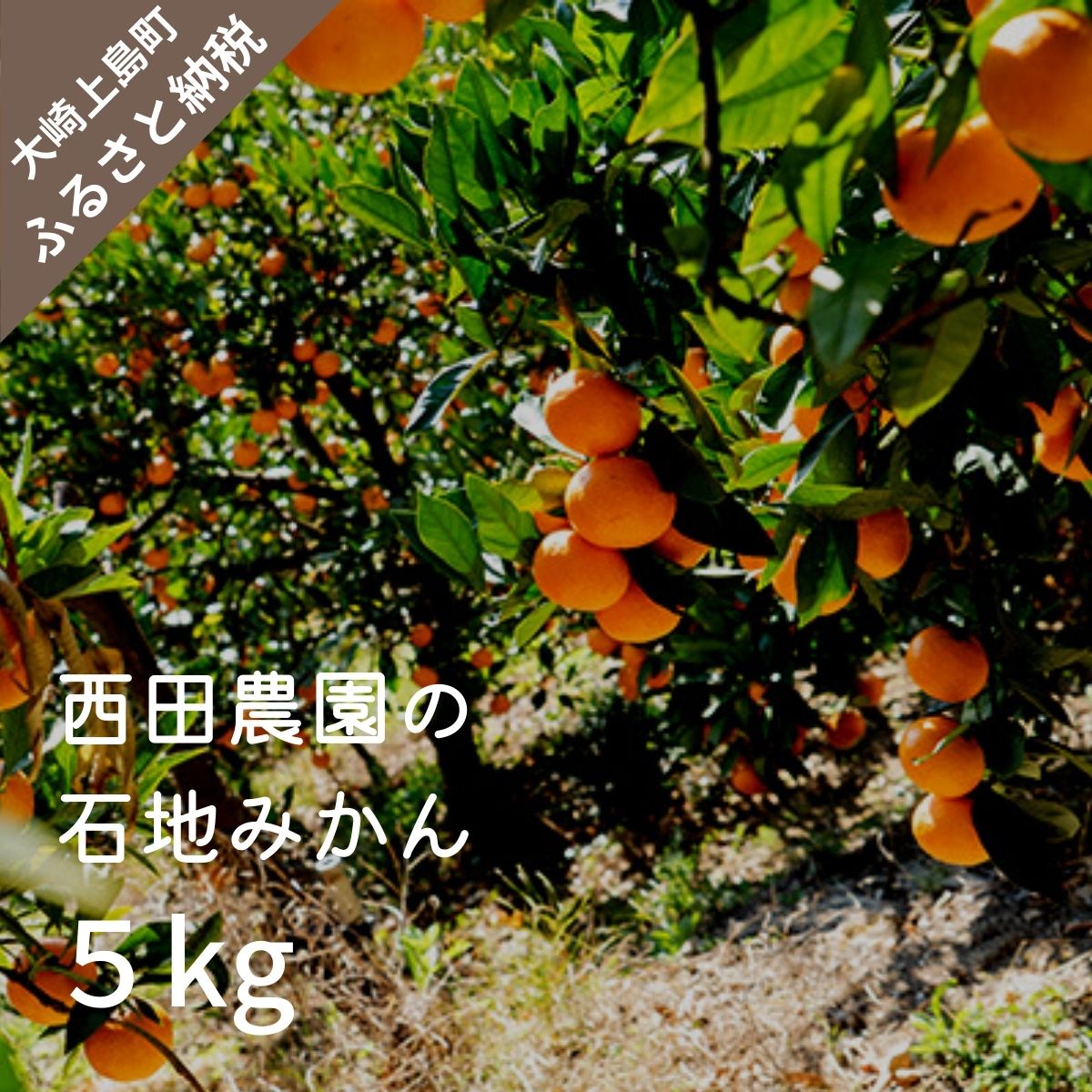 7位! 口コミ数「0件」評価「0」12月頃発送予定 西田農園 石地みかん 約5kg 約50個前後 広島県 大崎上島町 瀬戸内 離島 国産 柑橘 ミカン みかん 甘い 送料無料･･･ 