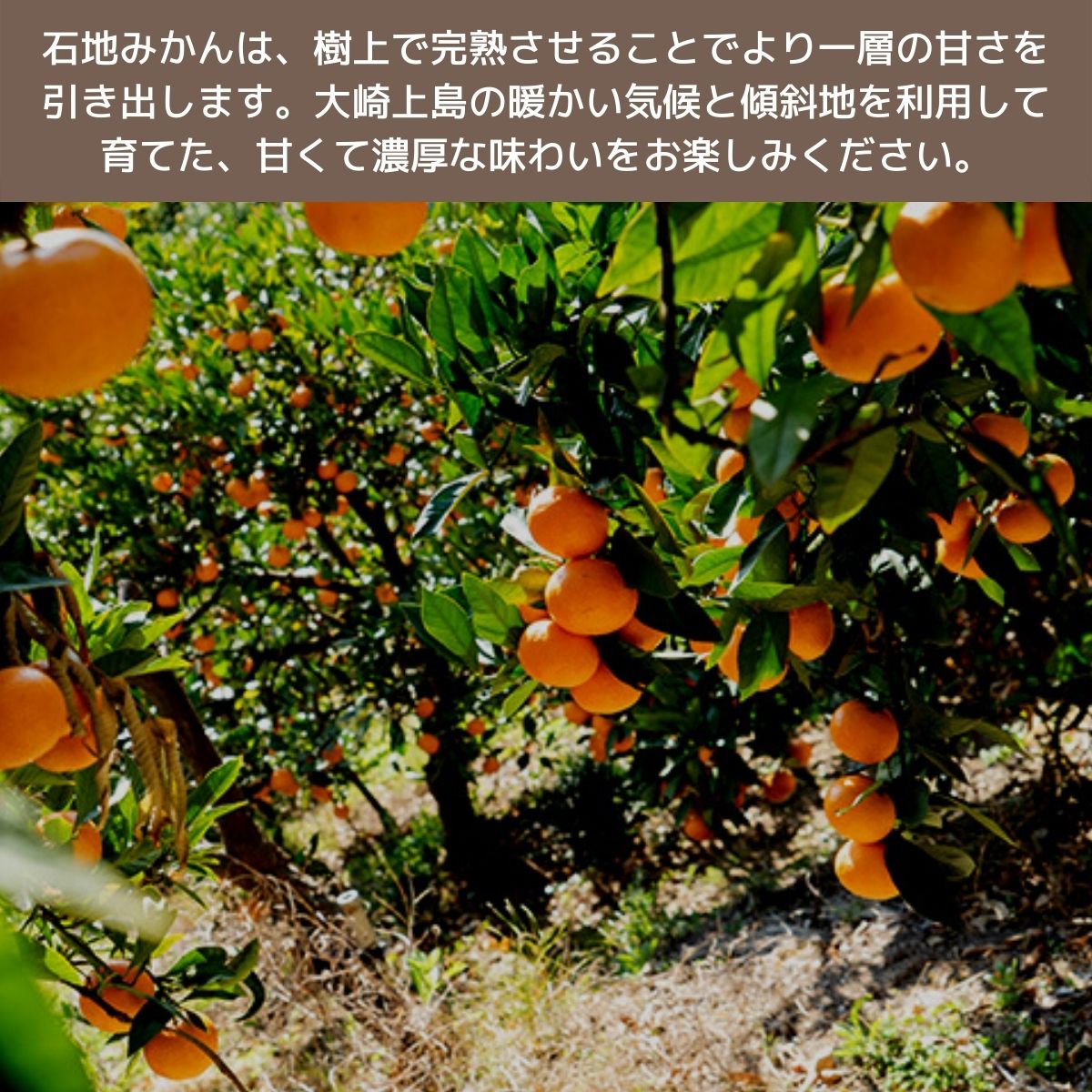 【ふるさと納税】12月頃発送予定 西田農園 石地みかん 約5kg 約50個前後 広島県 大崎上島町 瀬戸内 離島 国産 柑橘 ミカン みかん 甘い 送料無料 産地直送